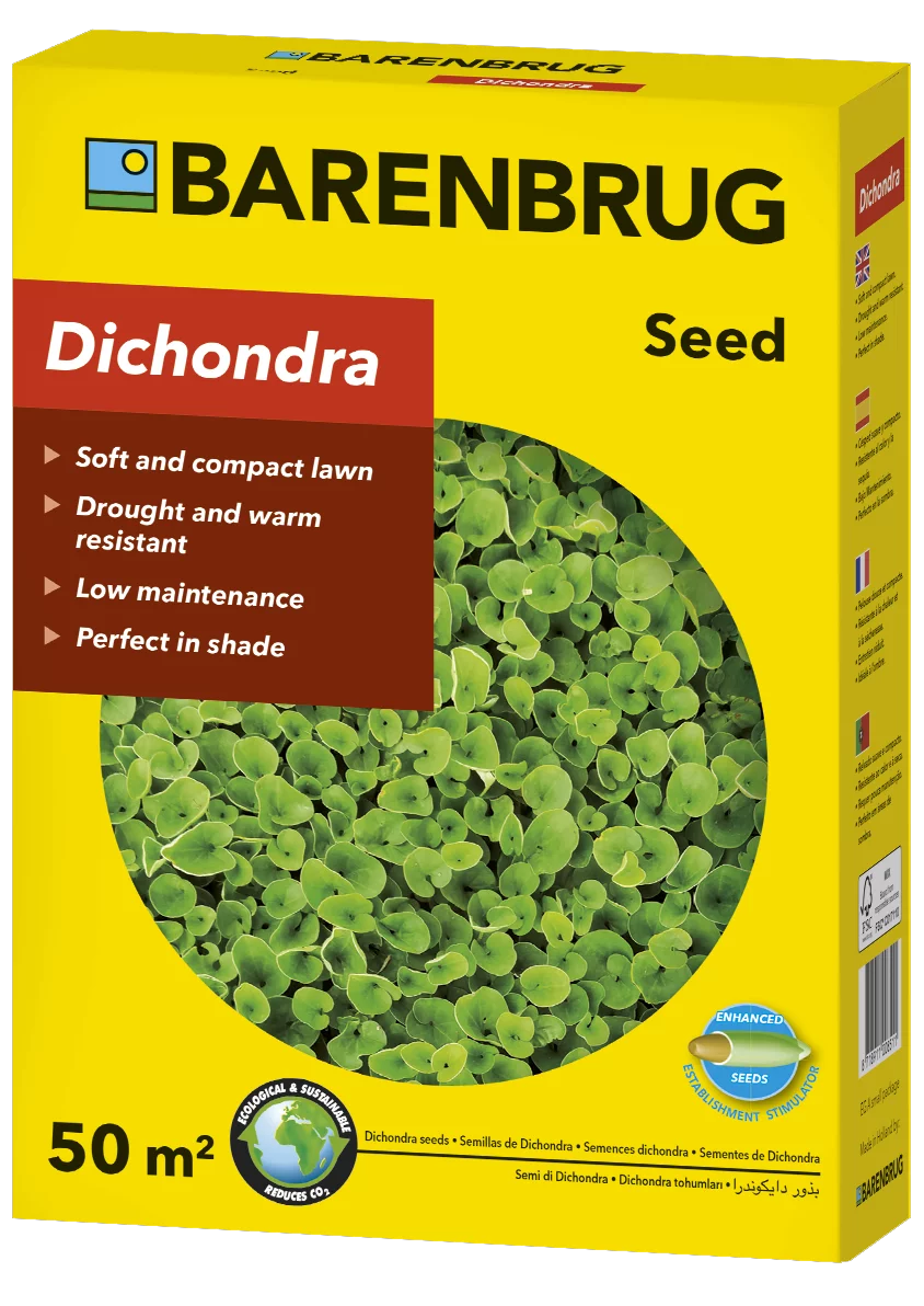 Dichondra