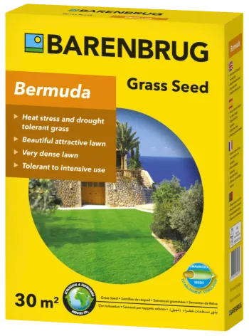 Bermuda csillagpázsit Kép